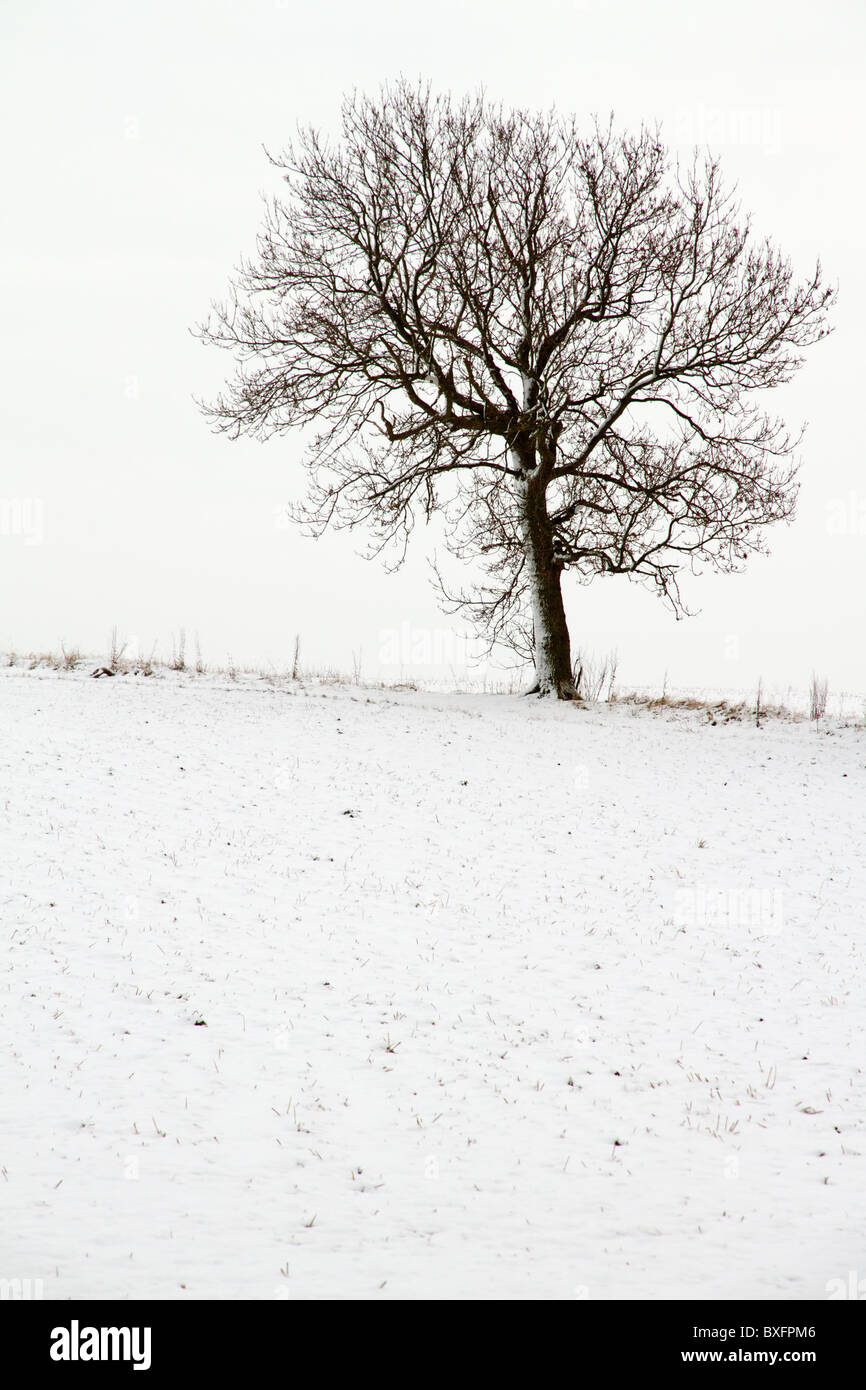 A single tree stands at the edge of a snowy field Stock Photo - Alamy