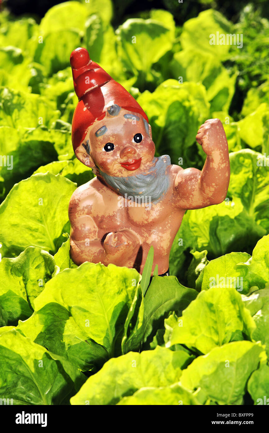 food, vegetable, vegetables, garden gnome in salad field, Germany, 1960s, , Additional-Rights-Clearance-Info-Not-Available Stock Photo