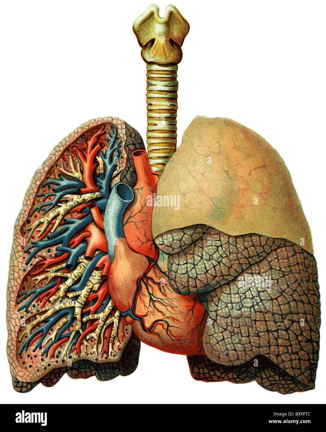 medicine, anatomy, organ, lung, medical illustration, Germany, 1903, Additional-Rights-Clearences-Not Available Stock Photo