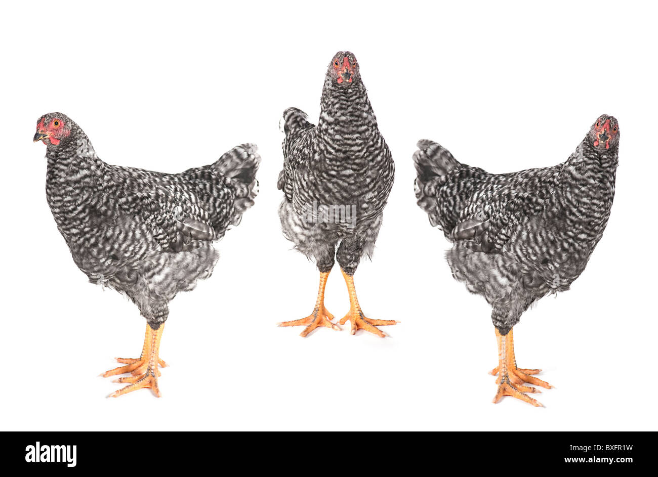 Gray chicken set Stock Photo - Alamy