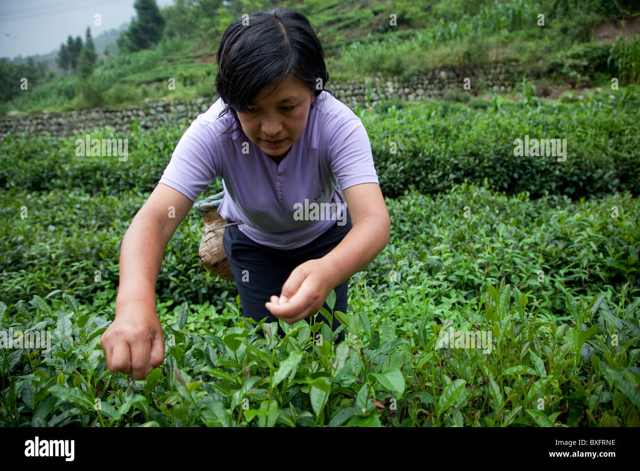A farmer harvesting leaves of tea from a green tea plantation in the Min Mountains in Gansu province in China. Stock Photo