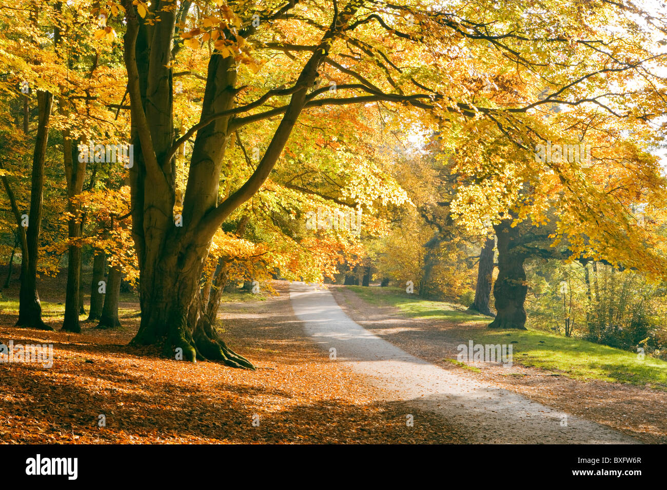 Autumn at Virginia Water, Surrey, UK. Beech trees. Stock Photo