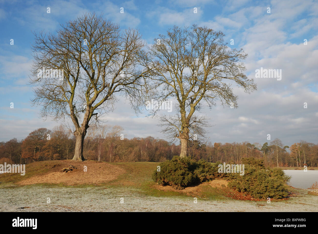 Trees on a mound beside a frozen lake. Lincolnshire, England. Stock Photo