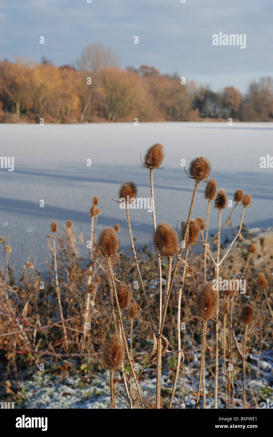 Teasels (dipsacus) beside a frozen lake. Lincolnshire, England. Stock Photo