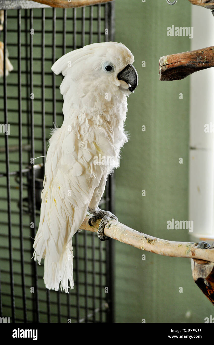 domestic bird pet parrot Stock Photo