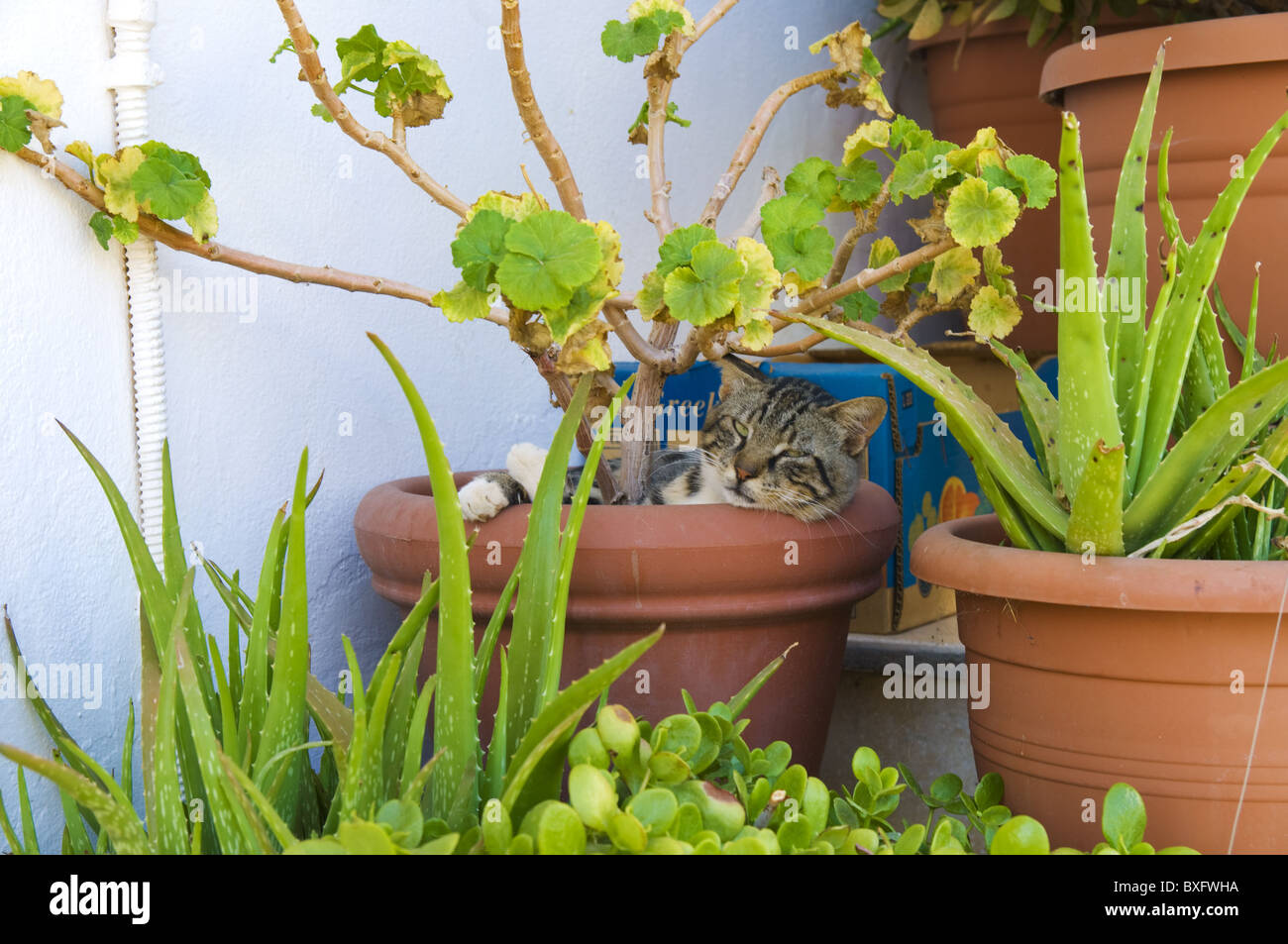 Cat sleeping in bough-pot in Crete Stock Photo