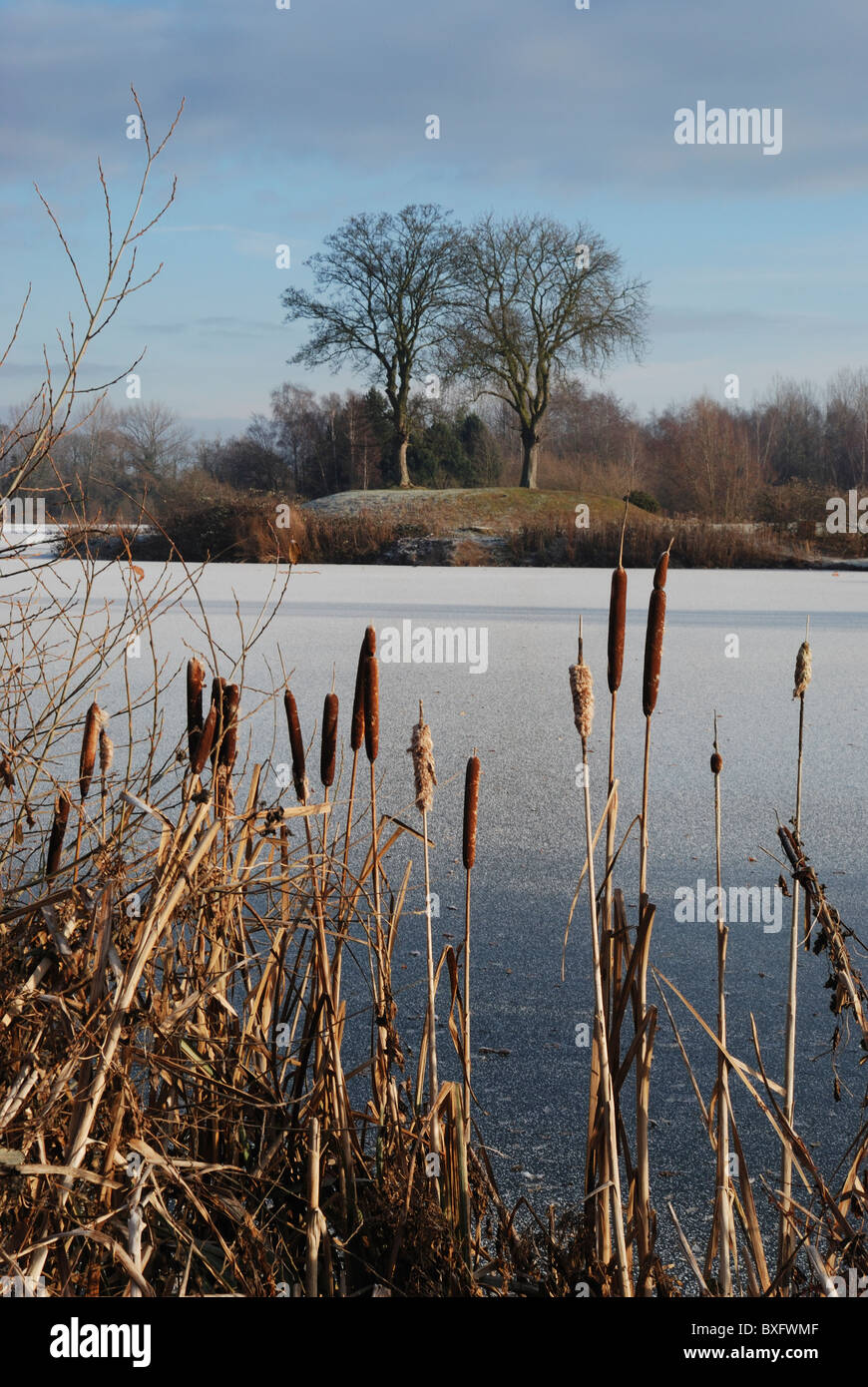 Bulrushes (Typha Latifolia) beside a frozen lake. Lincolnshire, England. Stock Photo