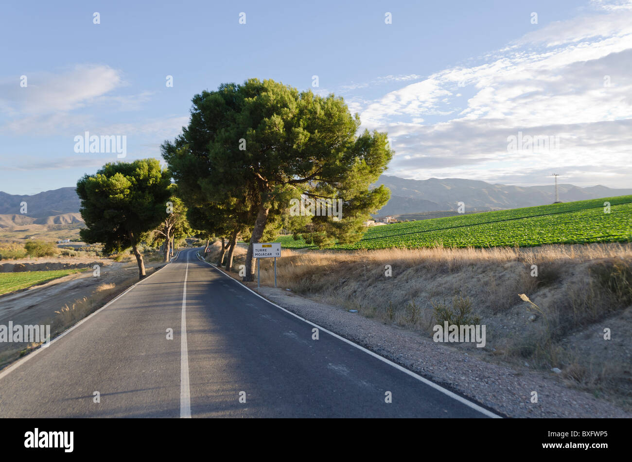 A roadway near Alfaix, Turre, Almeria, Spain just before sunset. The road issei's straight and there are some lovely trees both sides of the road. Stock Photo