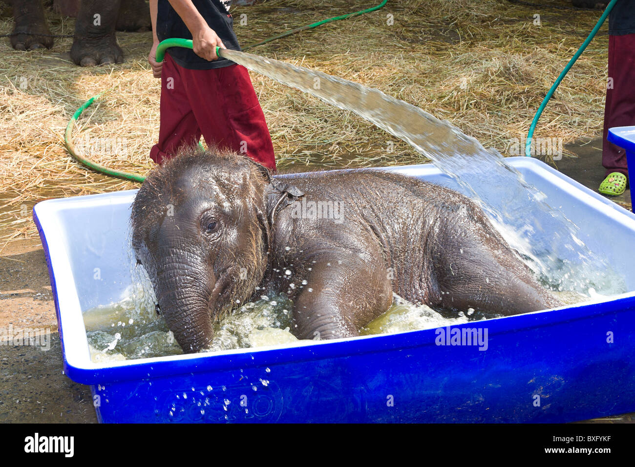 Baby elephants (five months old) play in plastic bin filled with water at Elephant Stay, elephant conservation center, Thailand Stock Photo