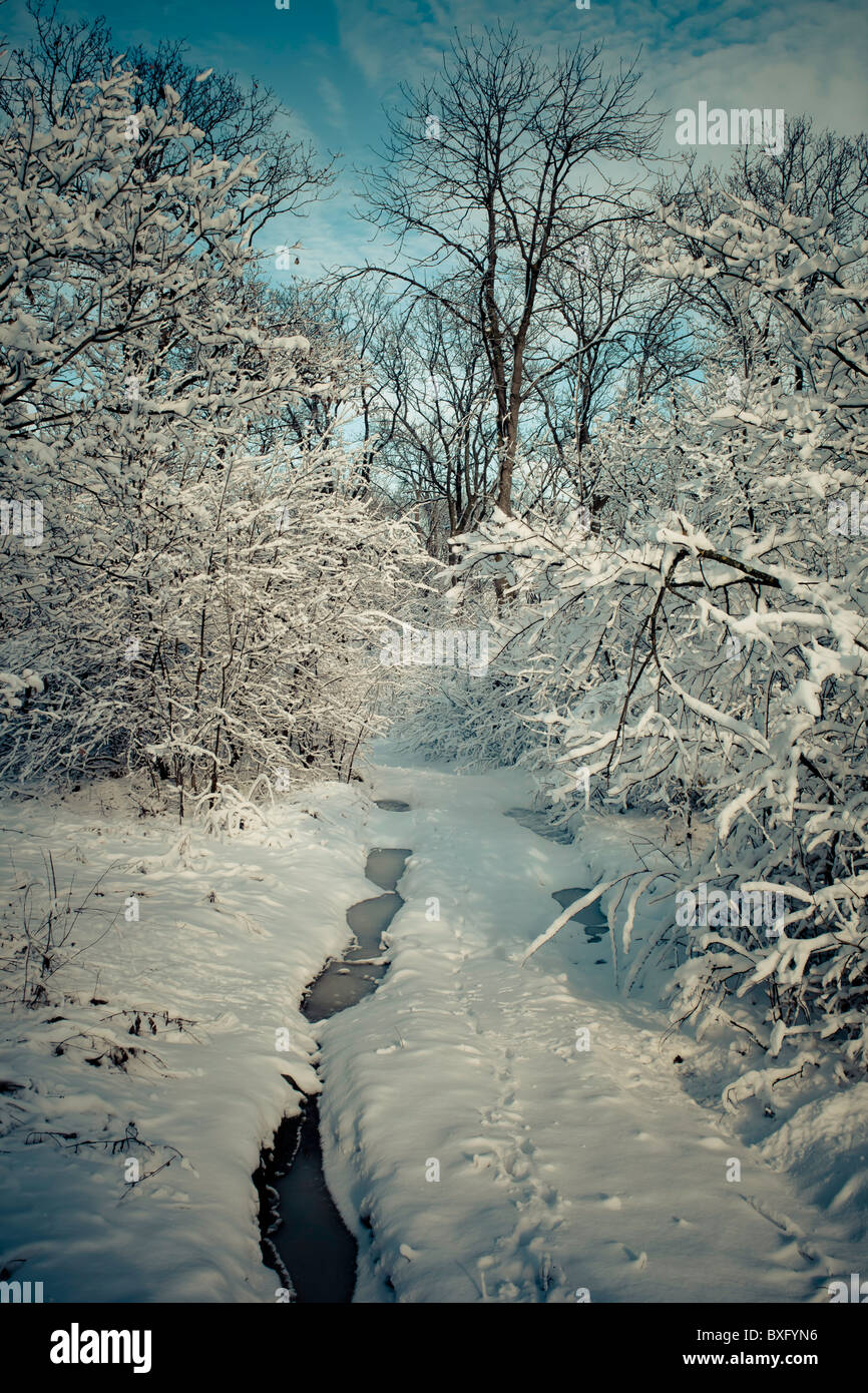Winter forest in snow Stock Photo - Alamy