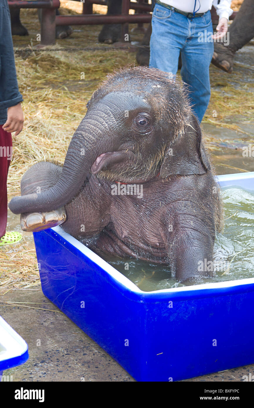 Baby elephants (five months old) play in plastic bin filled with water at Elephant Stay, elephant conservation center, Thailand Stock Photo
