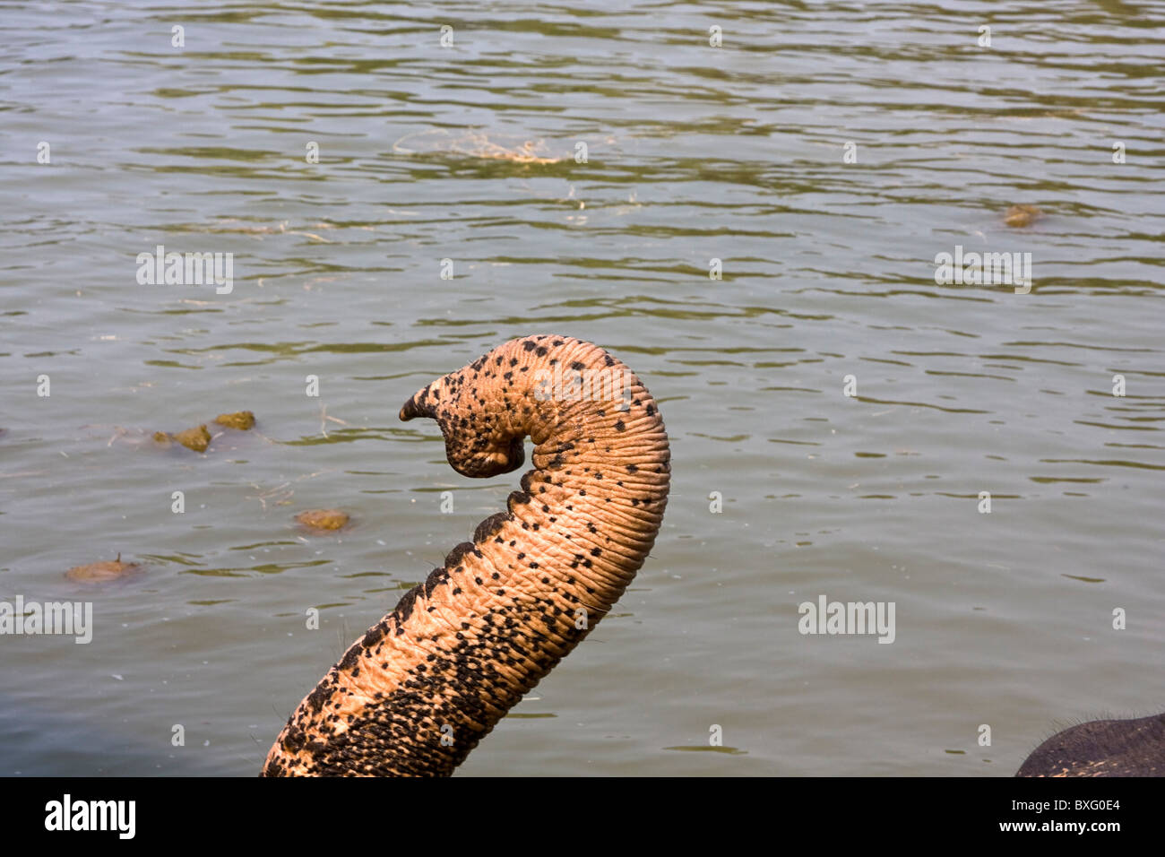 Closeup of elephant trunk with river in background. Thailand Stock Photo