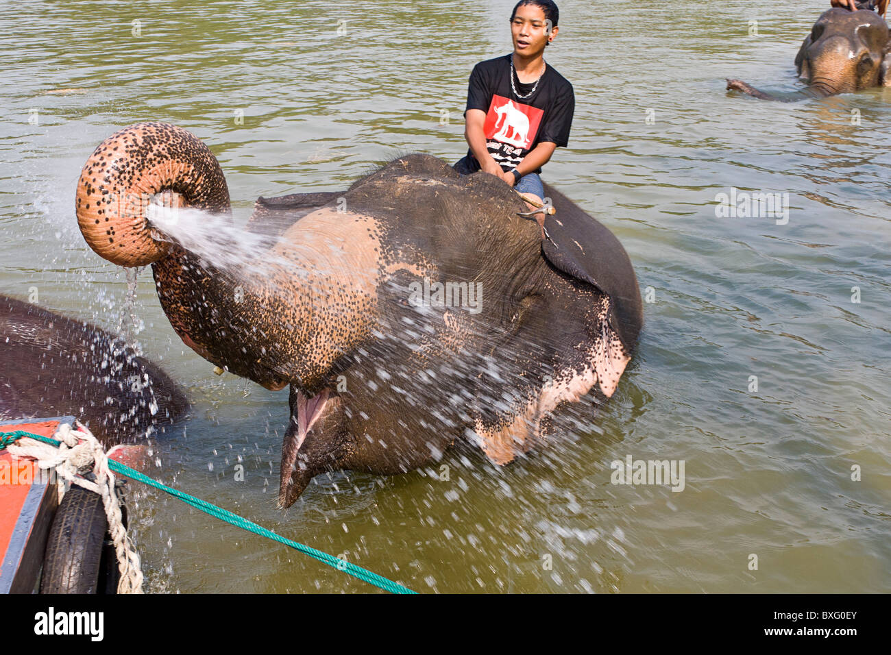 Playful elephant squirts water as people ride elephants swimming in river at Elephant Stay
