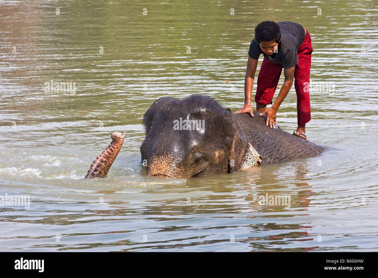 Riding elephants as they swim in a river at Elephant Stay, an elephant conservation center in