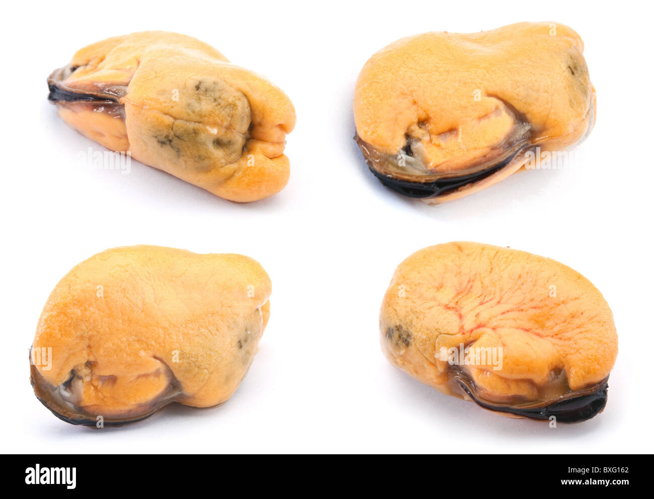 Boiled yellow mussel Stock Photo