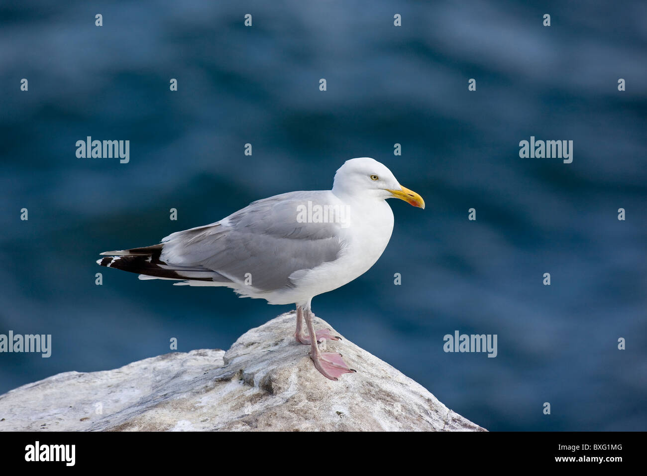 Herring Gull - Larus argentatus Stock Photo