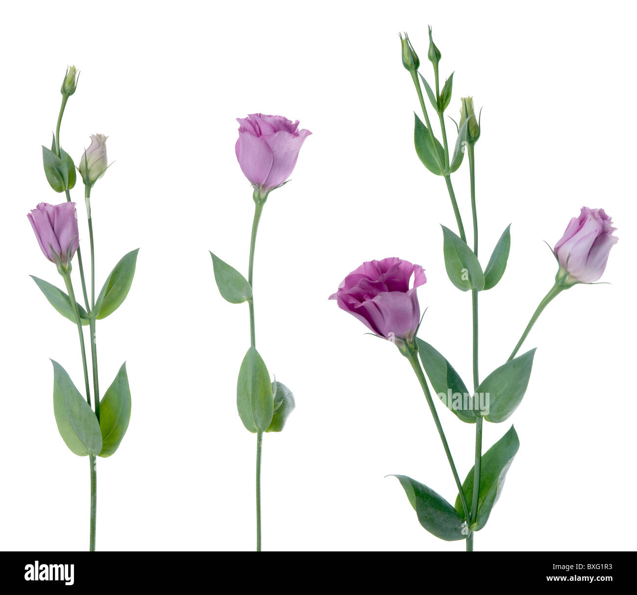 Beautiful violet flower isolated on white Stock Photo - Alamy