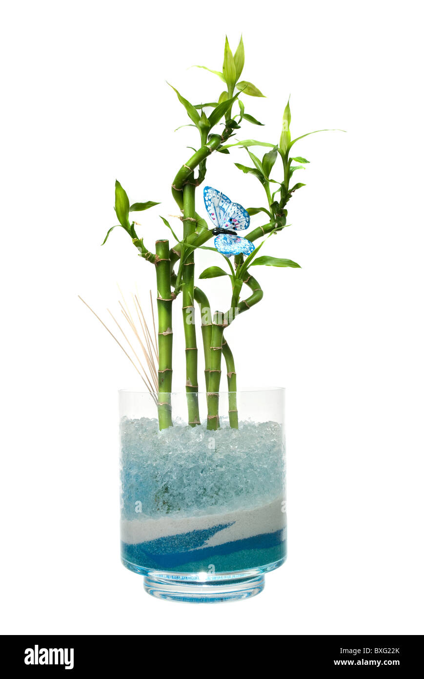 Glass jar with bamboo isolated on white background Stock Photo - Alamy