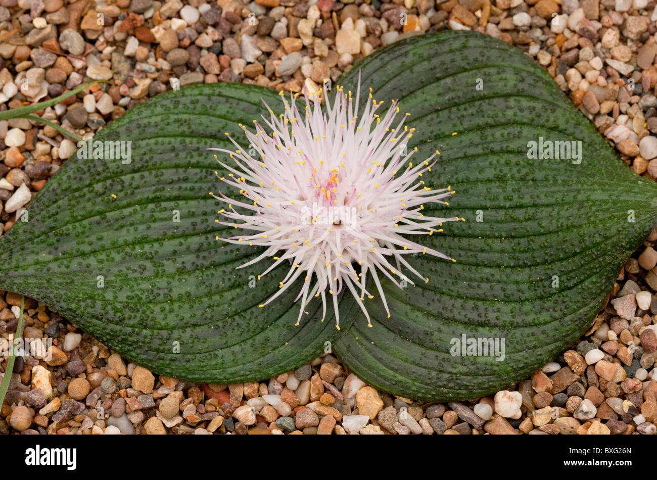 A Hedgehog Lily, Massonia pustulata, South Africa Stock Photo - Alamy