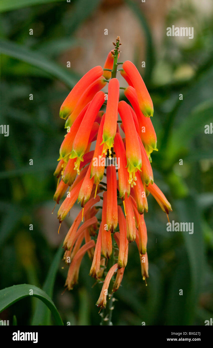 Climbing Aloe, Aloe ciliaris in flower; South Africa. Stock Photo