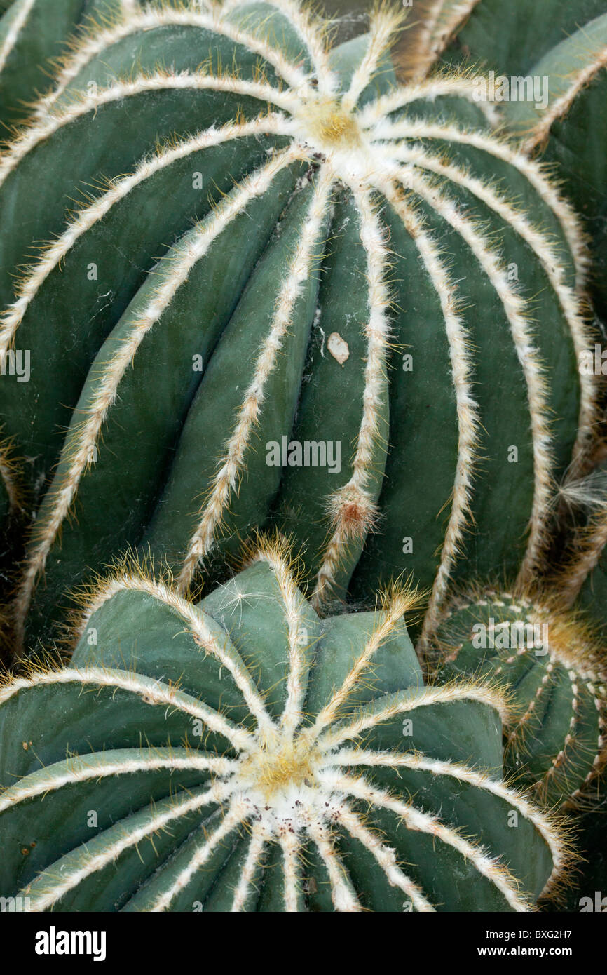 A tropical Barrel cactus, Parodia magnifica, Brazil. Stock Photo