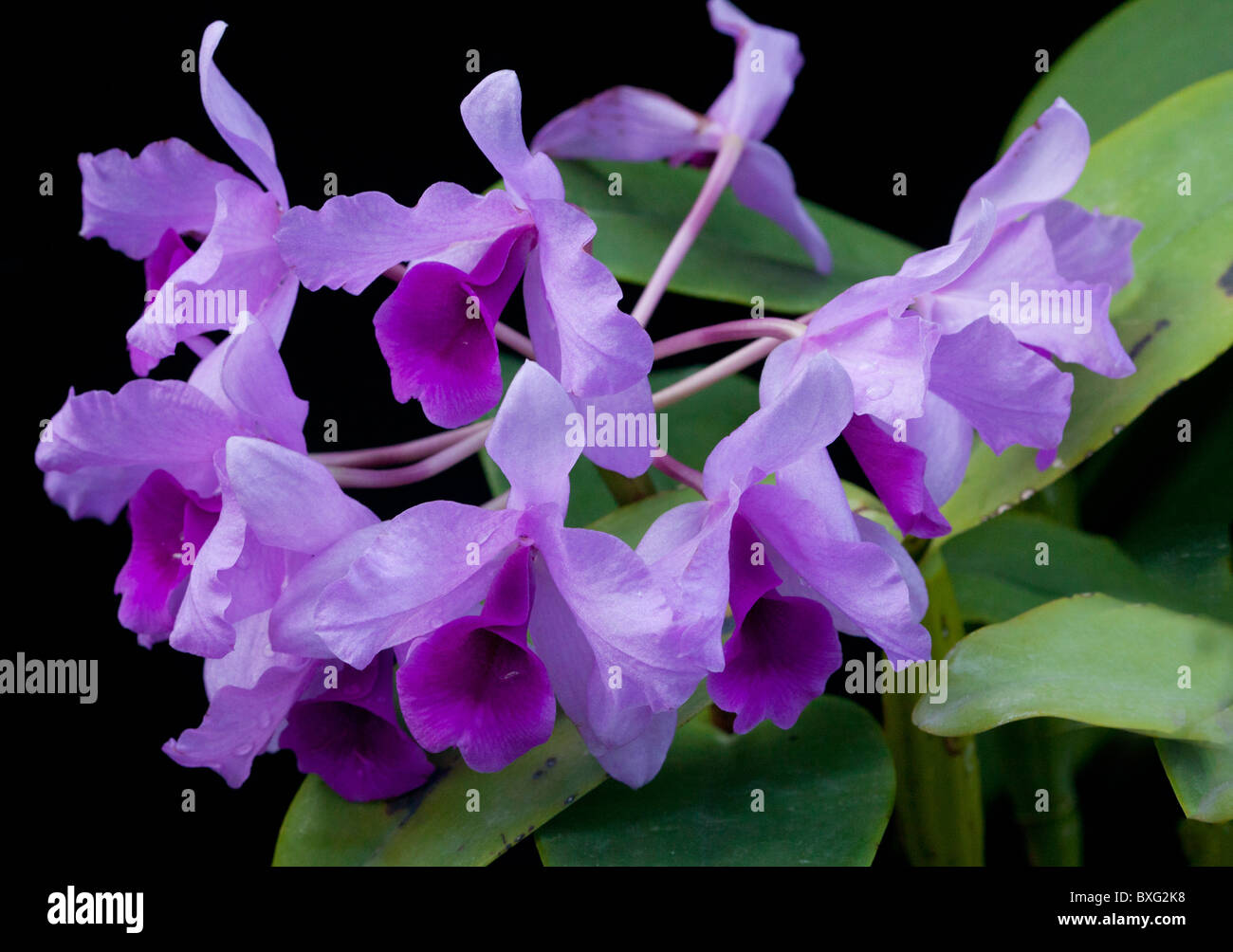 A tropical orchid, Cattleya deckeri, central America. Stock Photo