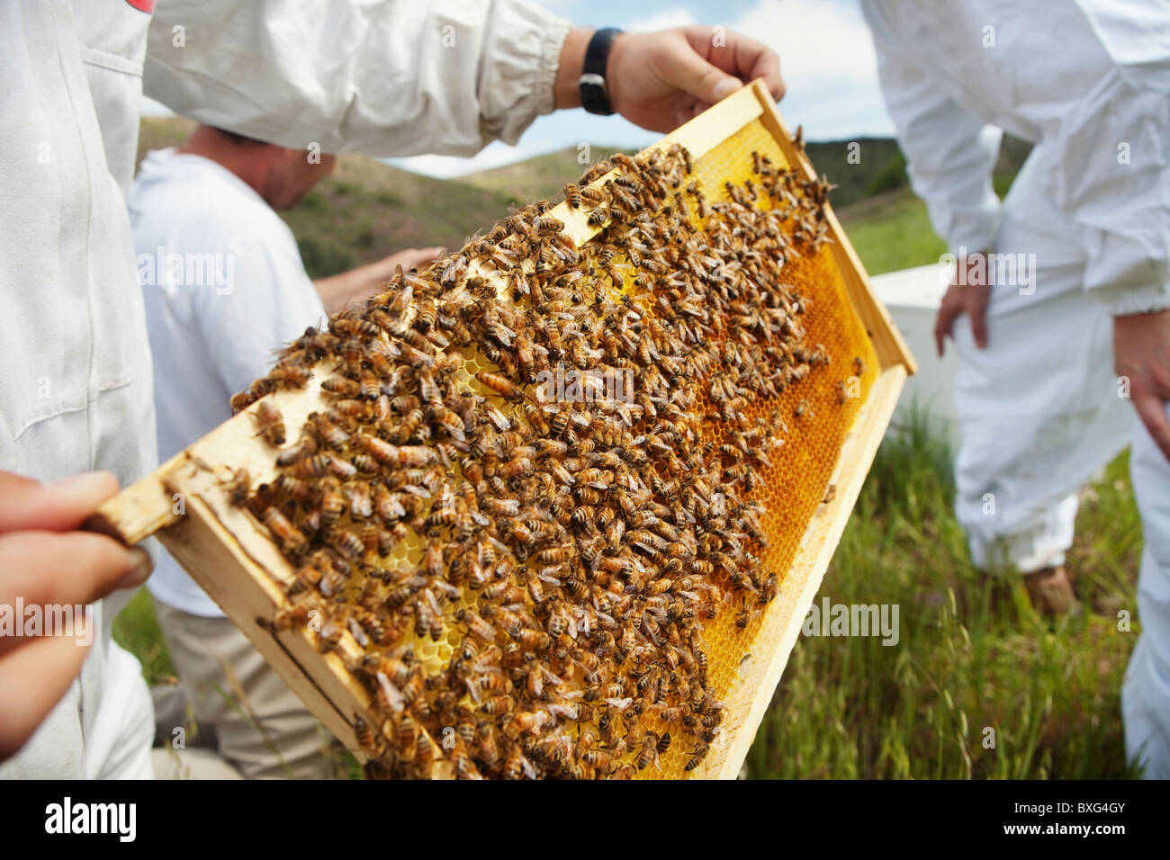 Man covered bees hires stock photography and images Alamy