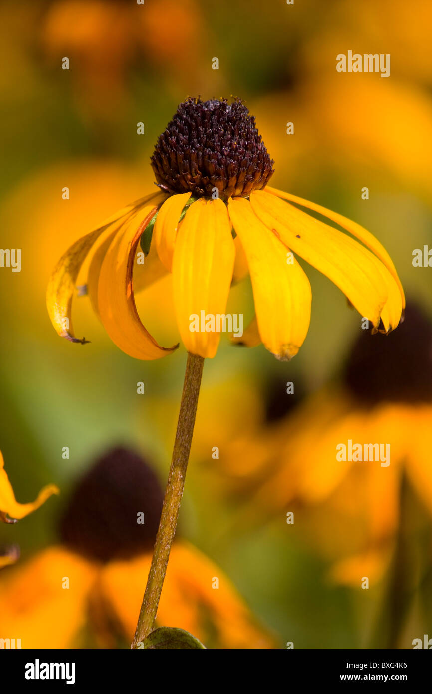 BlackEyed Susan Flowers Stock Photo Alamy