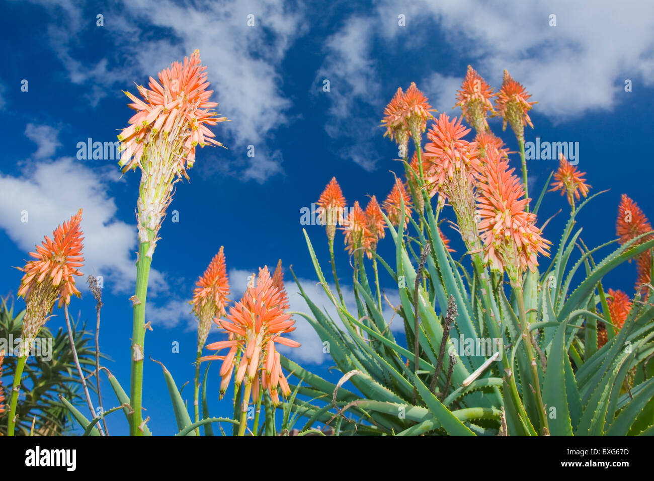 Orange aloe flowers against a blue sky Stock Photo