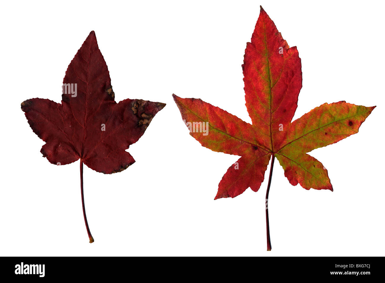 Maple leaves isolated on white background Stock Photo - Alamy