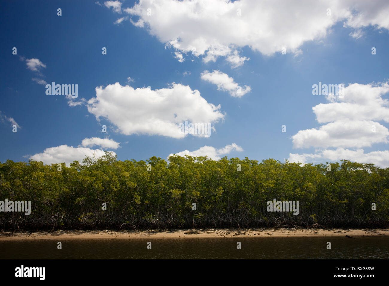 Mangroves, Ten Thousand Islands, Florida Everglades, USA Stock Photo