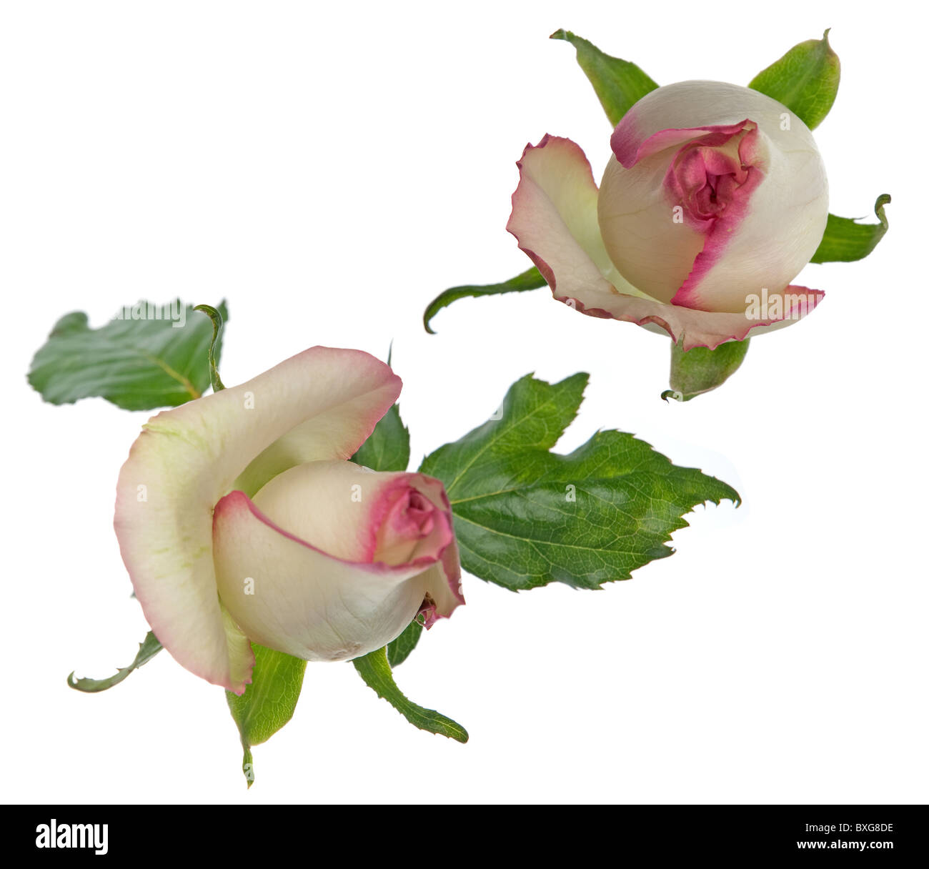 Beautiful roses isolated on white background Stock Photo - Alamy