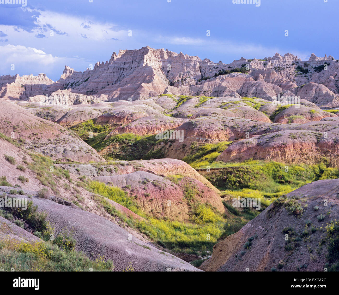 Yellow clover meadow and eroded formations, late afternoon, Yellow Mounds area, Badlands National Park, South Dakota, USA Stock Photo
