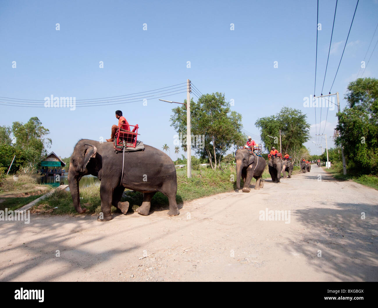 An elephants caravan walking along the road Stock Photo
