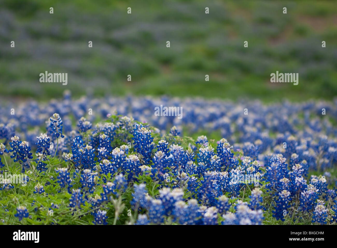 Field of bluebonnets in the Spring. Stock Photo