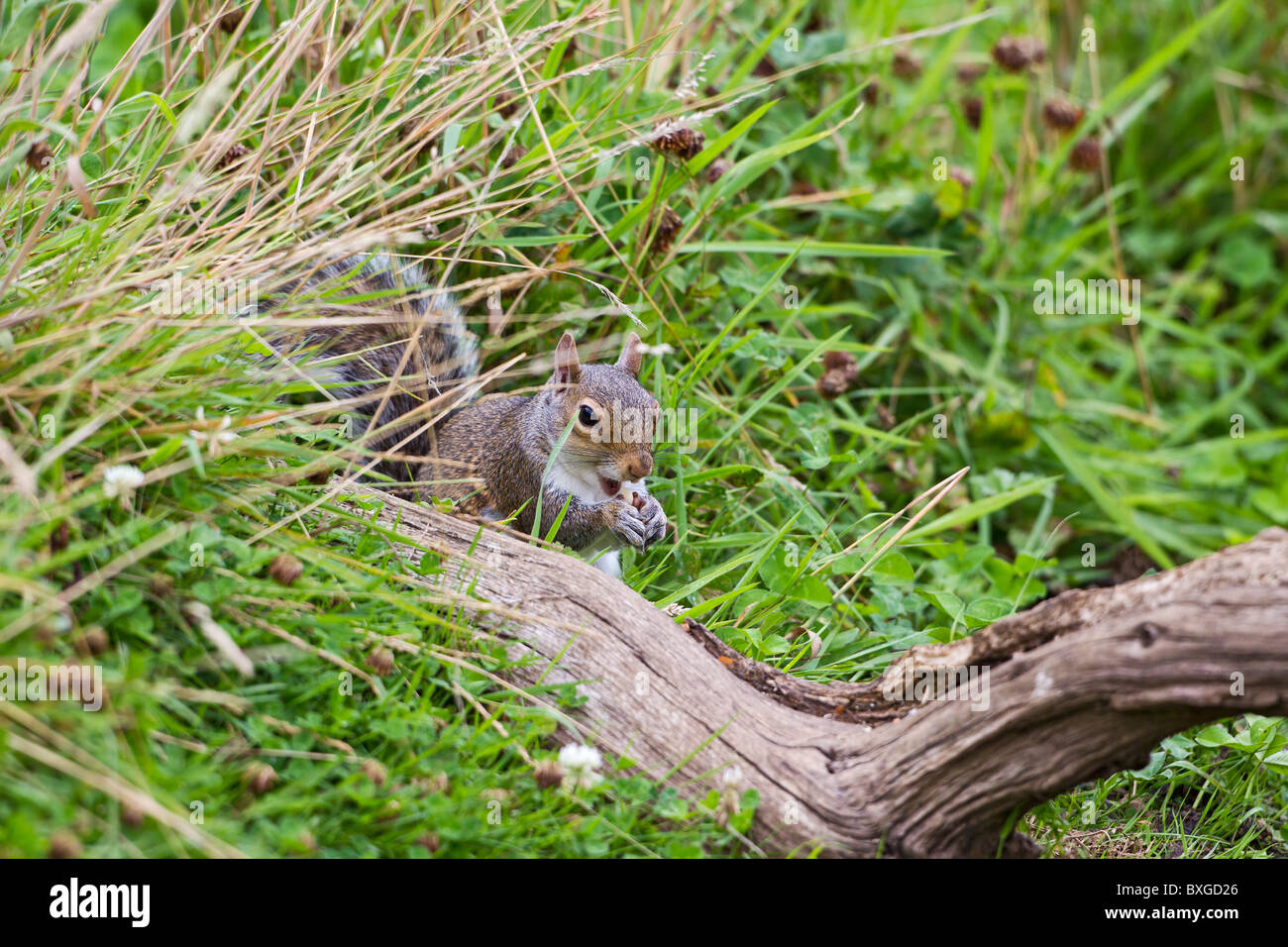 Grey Squirrel ( Sciurus carolinensis ) on stump in meadow Stock Photo