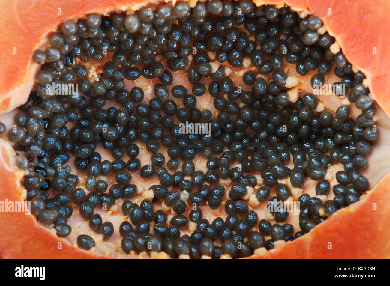 Papaya and seeds. Tropical fruit seed. Carica Papaya Stock Photo