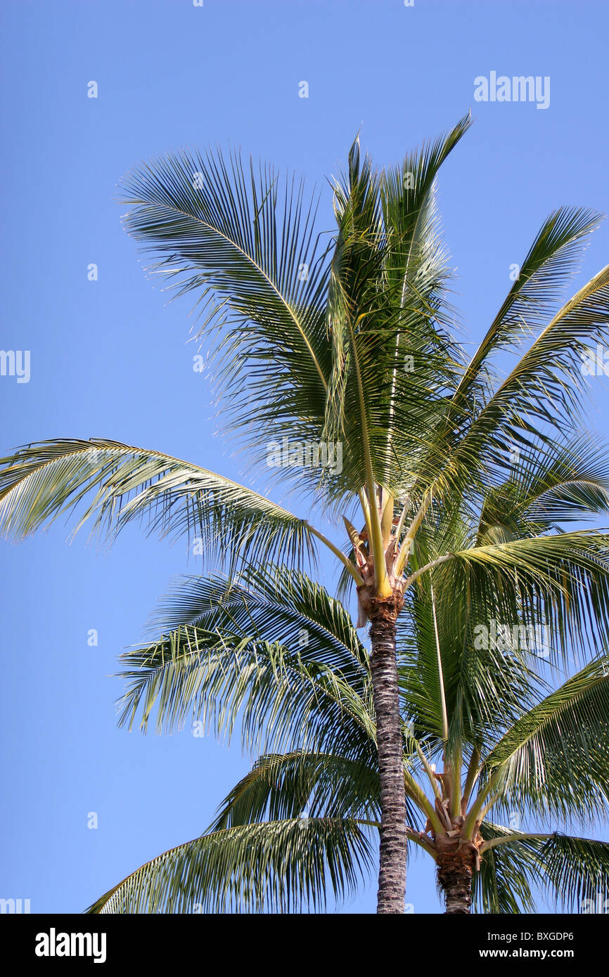 Palm trees Hawaii Stock Photo Alamy