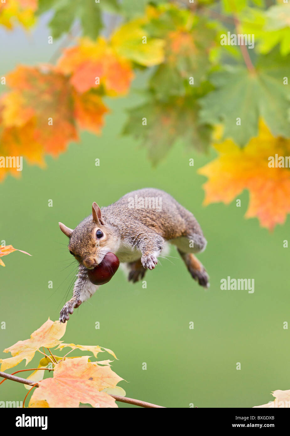 Grey Squirrel ( Sciurus carolinensis ) jumping with conker Stock Photo ...