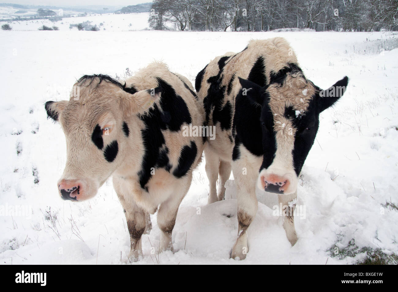 Friesian cows on a snowy hillside near Great Wishford in Wiltshire, England. Stock Photo