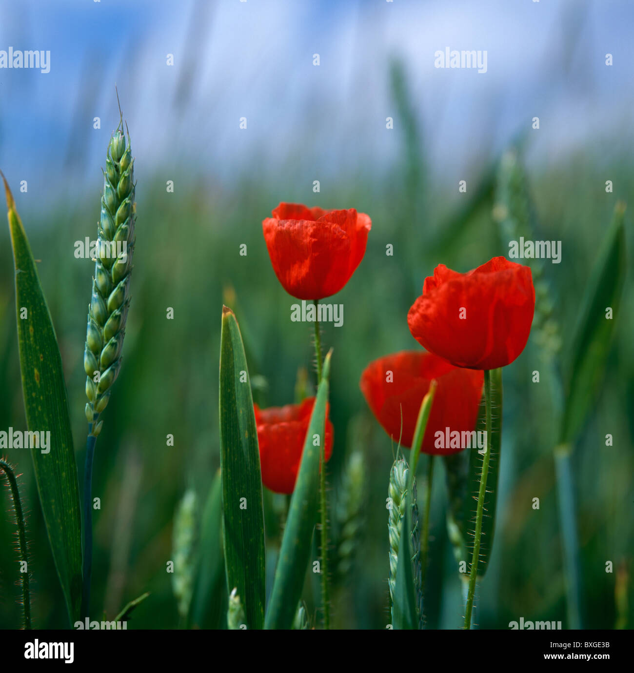 My Image 26