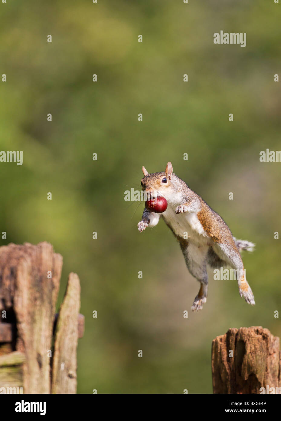 Grey Squirrel ( Sciurus carolinensis ) jumping with conker Stock Photo ...