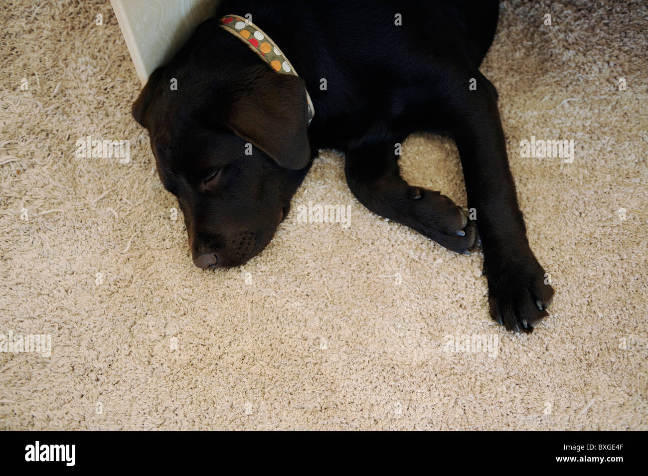 Chocolate Brown Labrador puppy dog sleeping on carpet Stock Photo Alamy