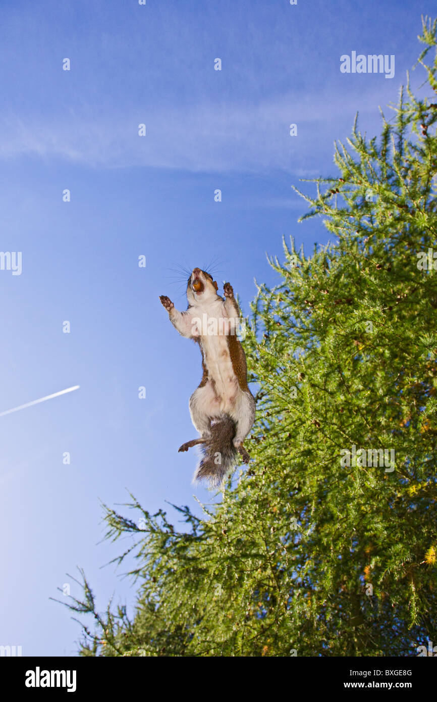 Grey Squirrel ( Sciurus carolinensis ) jumping from below wide angle ...