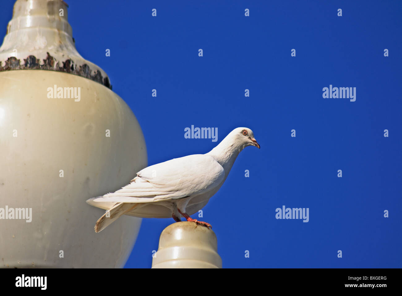 white dove against blue sky Stock Photo - Alamy