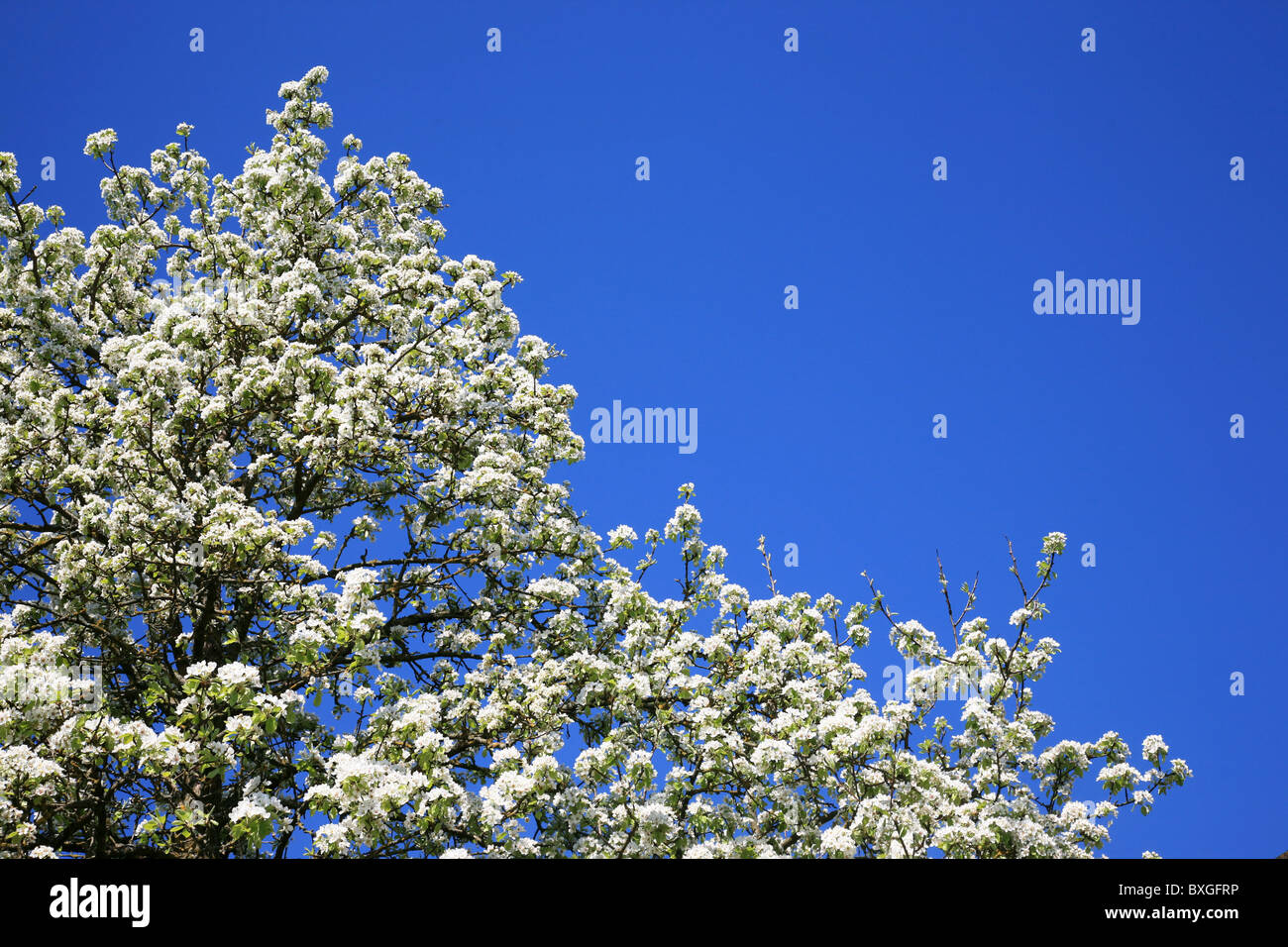 Pear tree in vibrant hi-res stock photography and images - Alamy