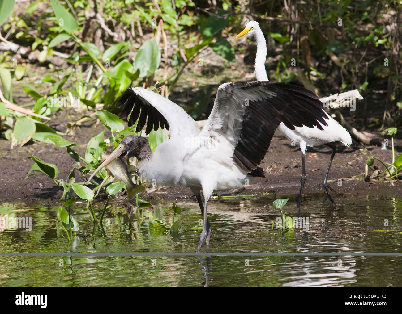 Typical Everglades scene Great White Egret and endangered species wood  stork in glade, Florida, USA Stock Photo - Alamy