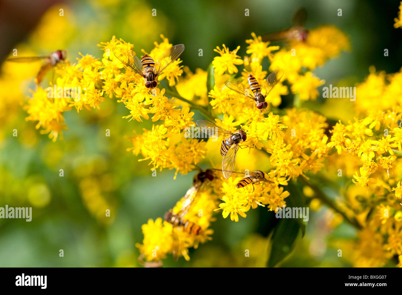 British hoverflies hires stock photography and images Alamy