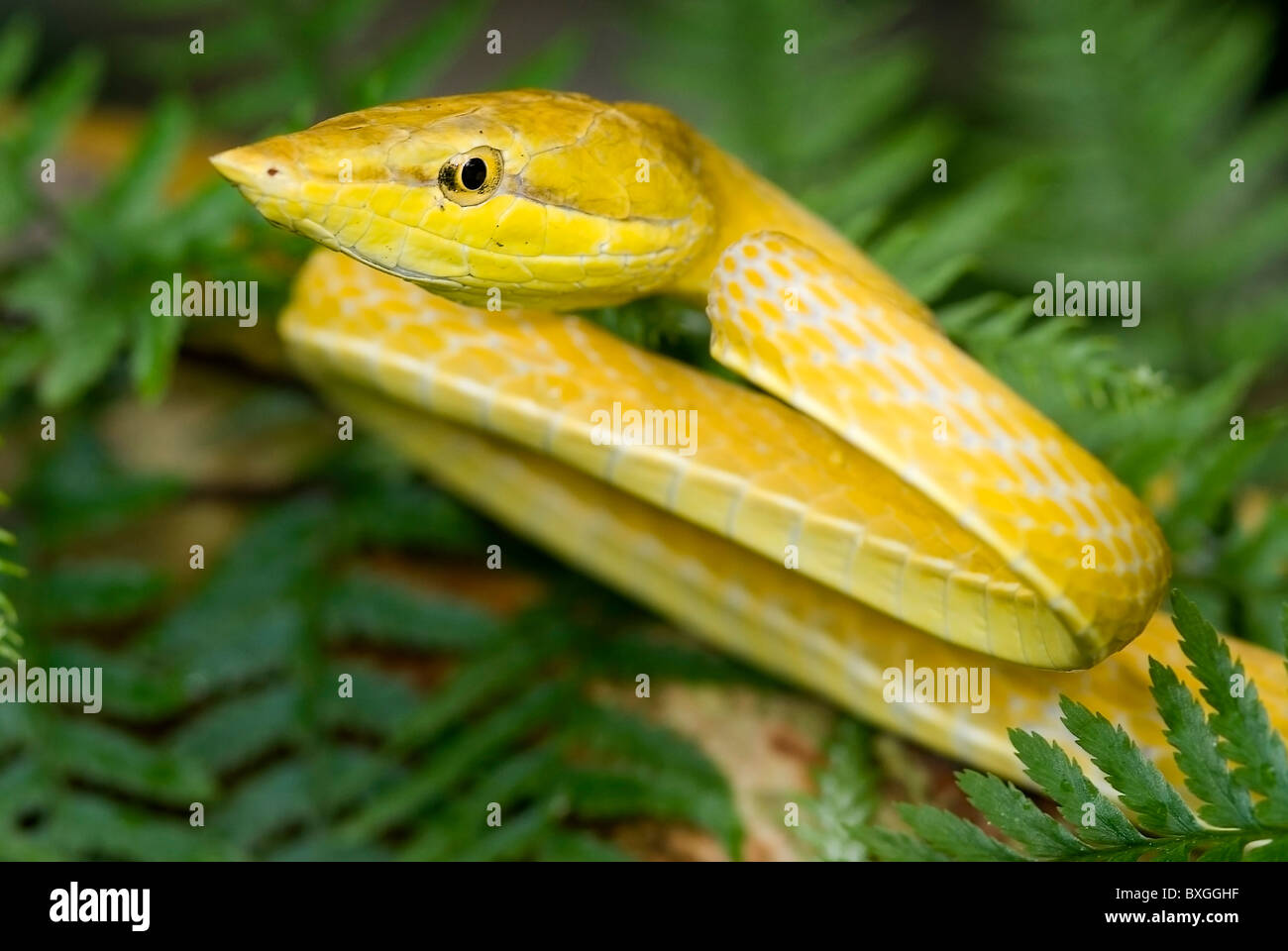 Golden vine snake "Oxybelis wilsoni" from Costa Rica Stock Photo Alamy