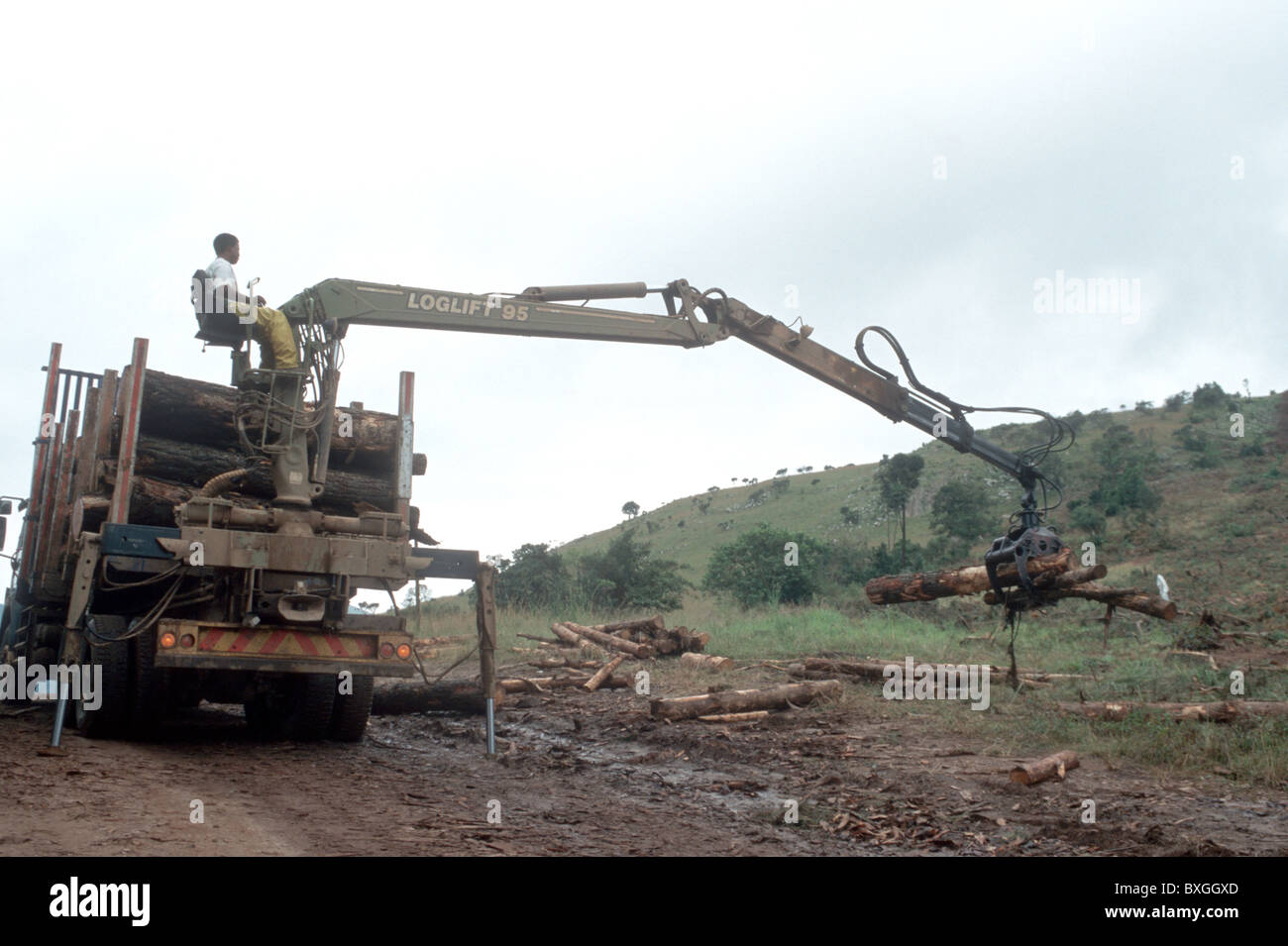 SWAZILAND. LOGGING IN THE HIGHLANDS Stock Photo